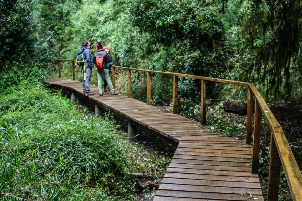 Parque Nacional Puyehue lo que tienes que saber antes de tu visita