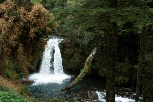 Excursión al Salto del Puma con cascada y laguna rodeada de vegetación